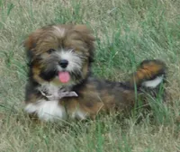 Joy, a female Lhasa Apso for sale in Madison, SD – 2 of 10