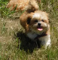 Freddy, a male Lhasa Apso for sale in Madison, SD – 3 of 10