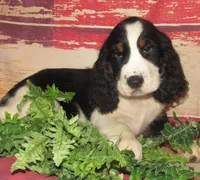Sheldon, a male English Springer Spaniel for sale in Madison, SD – 4 of 7