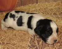 Sheba , a female English Springer Spaniel for sale in Madison, SD – 3 of 3