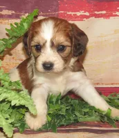 Quincy, a male Cavachon for sale in Madison, SD – 3 of 4