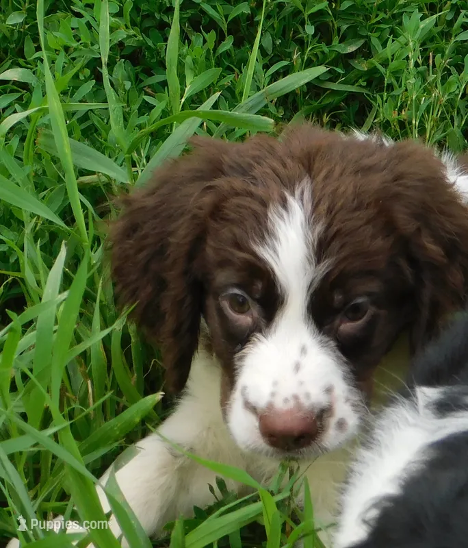 Sandy – English Springer Spaniel puppy for sale in Madison, SD