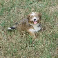 Jamie, a male Lhasa Apso for sale in Madison, SD – 3 of 7
