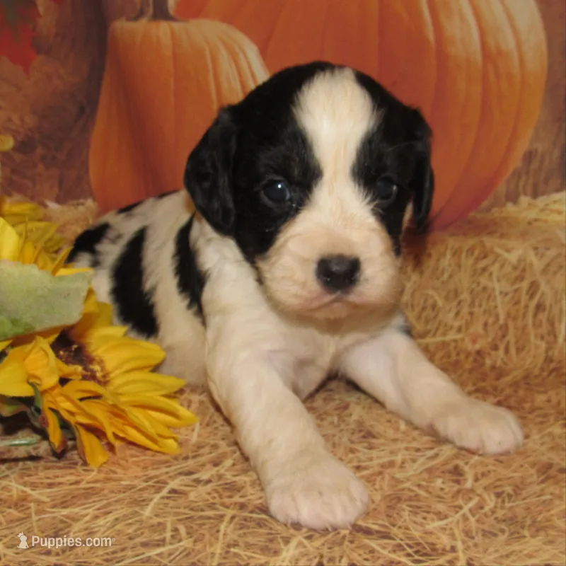Sheba  – English Springer Spaniel puppy for sale in Madison, SD