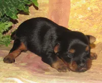 Homer, a male Silky Terrier for sale in Madison, SD – 4 of 6