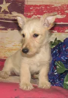 Betsy, a female Scottish Terrier for sale in Madison, SD – 3 of 8