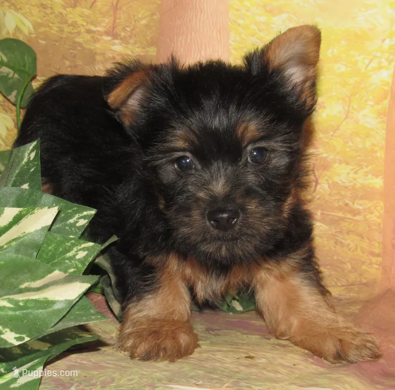 Hudson – Silky Terrier puppy for sale in Madison, SD