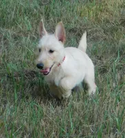 Betsy, a female Scottish Terrier for sale in Madison, SD – 4 of 10