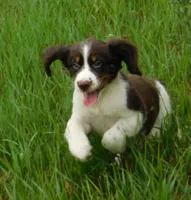 Sassy, a female English Springer Spaniel for sale in Madison, SD – 8 of 8