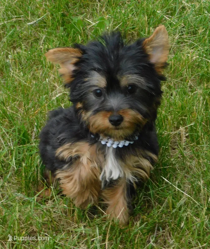 Jada – Silky Terrier puppy for sale in Madison, SD