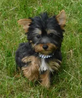 Jada, a female Silky Terrier for sale in Madison, SD – 1 of 9