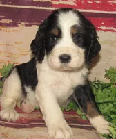 Sheldon, a male English Springer Spaniel for sale in Madison, SD – 6 of 7