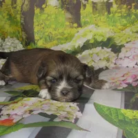 Fancy, a female Lhasa Apso for sale in Madison, SD – 4 of 4