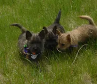Chucky, a male Cairn Terrier for sale in Madison, SD – 6 of 7