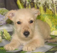 Betsy, a female Scottish Terrier for sale in Madison, SD – 4 of 8