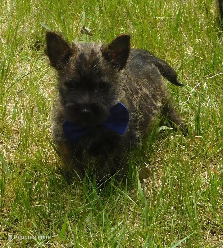 Chucky – Cairn Terrier puppy for sale in Madison, SD