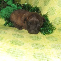 Angel, a female Cairn Terrier for sale in Madison, SD – Photo 4 of 4