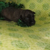 Angel, a female Cairn Terrier for sale in Madison, SD – Photo 3 of 4