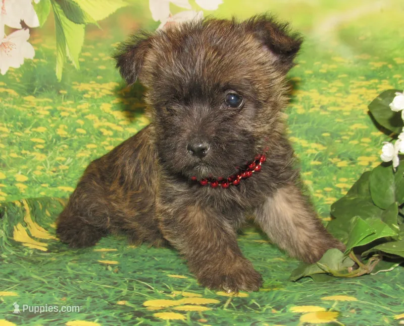 Ada – Cairn Terrier puppy for sale in Madison, SD
