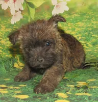 Ada, a female Cairn Terrier for sale in Madison, SD – Photo 4 of 4