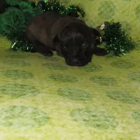 Angel, a female Cairn Terrier for sale in Madison, SD – Photo 1 of 4