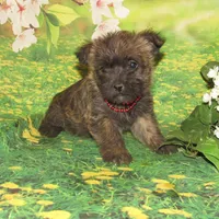 Ada, a female Cairn Terrier for sale in Madison, SD – Photo 3 of 4