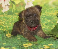 Ada, a female Cairn Terrier for sale in Madison, SD – Photo 2 of 4