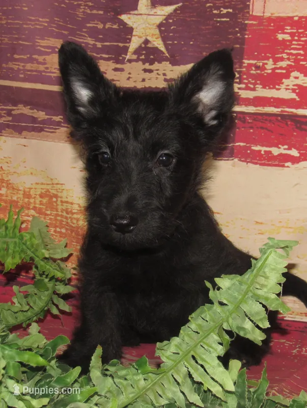 Bennett – Scottish Terrier puppy for sale in Madison, SD