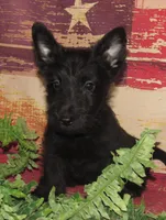 Bennett, a male Scottish Terrier for sale in Madison, SD – 1 of 9