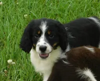 Shirley, a female English Springer Spaniel for sale in Madison, SD – 3 of 10