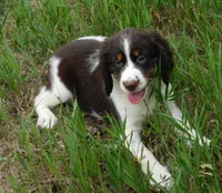 Sassy, a female English Springer Spaniel for sale in Madison, SD – 3 of 8