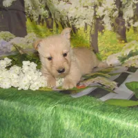Bonnie, a female Scottish Terrier for sale in Madison, SD – 4 of 4