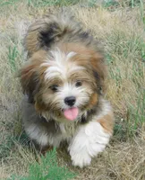 Jamie, a male Lhasa Apso for sale in Madison, SD – 1 of 7