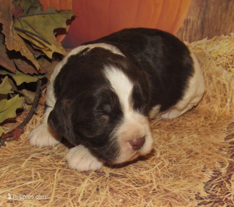 Sally – English Springer Spaniel puppy for sale in Madison, SD