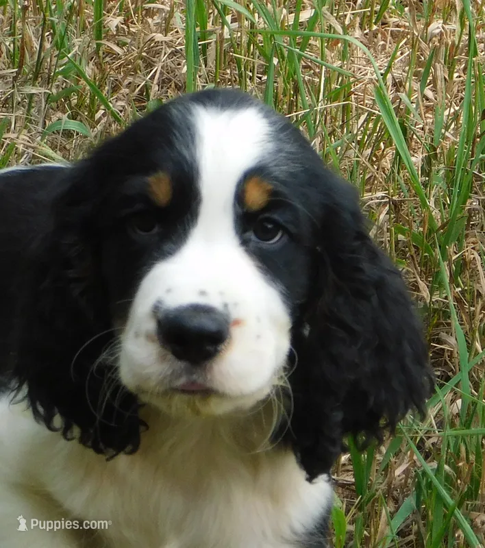 Sheldon – English Springer Spaniel puppy for sale in Madison, SD