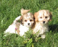Paige, a female Cavachon for sale in Madison, SD – 3 of 6