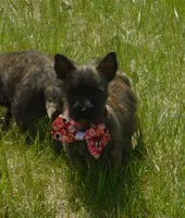 Auggie, a male Cairn Terrier for sale in Madison, SD – 4 of 10