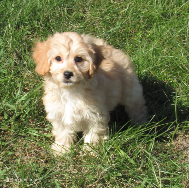 Paige – Cavachon puppy for sale in Madison, SD