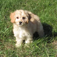 Paige, a female Cavachon for sale in Madison, SD – 1 of 6