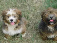 Jamie, a male Lhasa Apso for sale in Madison, SD – 5 of 7