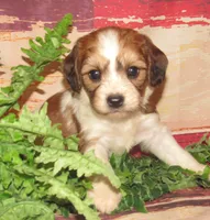 Quincy, a male Cavachon for sale in Madison, SD – 4 of 4