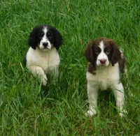 Shirley, a female English Springer Spaniel for sale in Madison, SD – 6 of 10