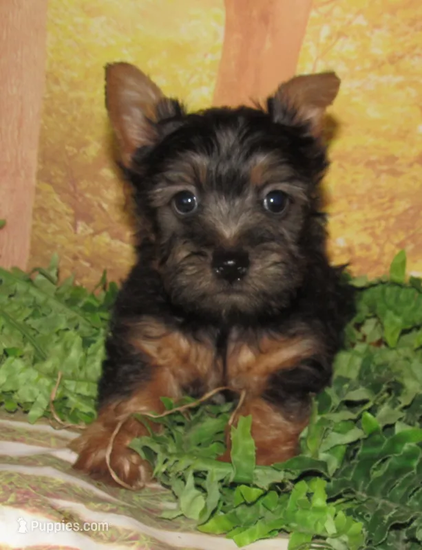 Homer – Silky Terrier puppy for sale in Madison, SD