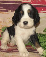 Sheldon, a male English Springer Spaniel for sale in Madison, SD – 5 of 7