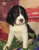 Wanda, a female English Springer Spaniel for sale in Madison, SD – 3 of 6