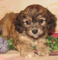Cathy, a female Cavachon for sale in Madison, SD – 5 of 6