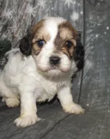 Porter, a male Cavachon for sale in Madison, SD – Photo 2 of 4