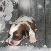 Porter, a male Cavachon for sale in Madison, SD – Photo 4 of 4