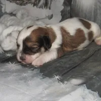 Porter, a male Cavachon for sale in Madison, SD – Photo 3 of 4