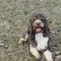 Edward, a male Springer Doodle for sale in Madison, SD – Photo 2 of 4